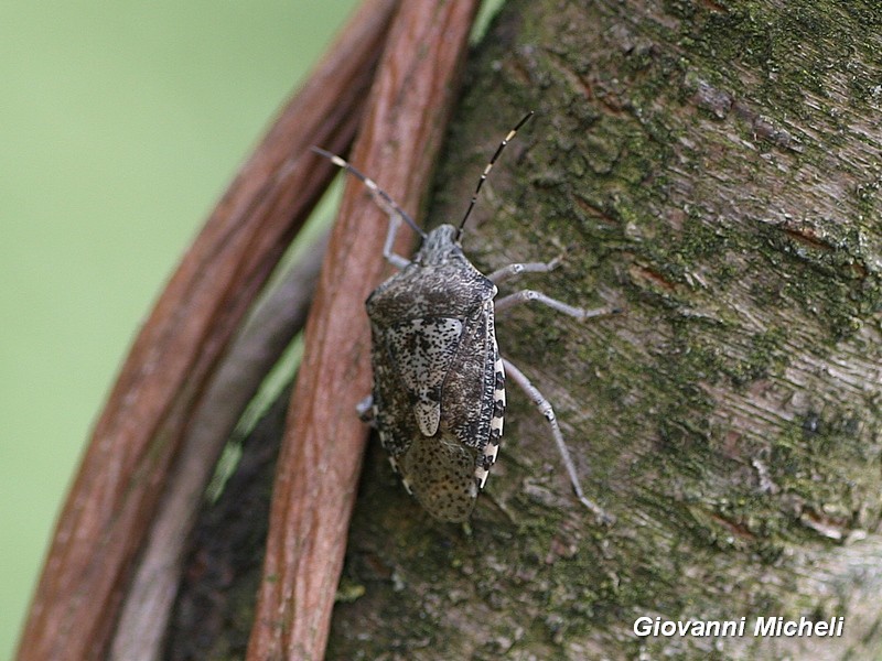 Pentatomidae:  Rhaphigaster nebulosa